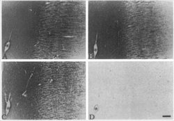 MBP Antibody (MBP14) - Azide and BSA Free, Novus Biologicals:Antibodies:Primary